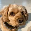RubyDaDog - @harrison.cochran - TikTok