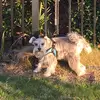 All things Harry - @harrisondoggo - TikTok