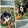 The_HarrisonDogs_2024 - @harrisondogs_2024 - TikTok