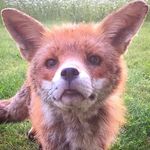 Harrison Fox - @harrison_and_pals - Instagram