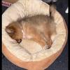 Harrison Gillespie - @harrison.gillespi - TikTok