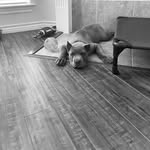 Harrison Glover - @astro_the_cane_corso - Instagram