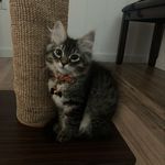 Alfred Harrison Grimm Cook - @alfiethesiberiancat - Instagram
