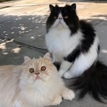 Harrison & Hamilton Morris - @harrisonandhamilton - Instagram