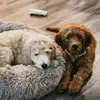 Harrison and Hamilton - @harrisonandhamilton - TikTok