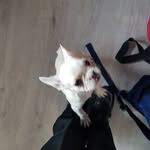 Harrison Harvey - @franky_and_pups - Instagram