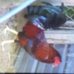 Harrison Hensley - Facebook