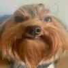 Simba - @housefireharrison - TikTok