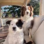 Harrison-May & Indiana Jane - @harri_indiana_bordercollies - Instagram