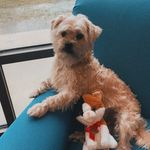 Harrison McKee - @harrisontheshorkie - Instagram