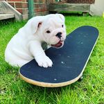Harrison Montgomery Tzmias II - @harrison_bulldog - Instagram