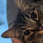 Harrison Mullins - @cometthecutecat - Instagram