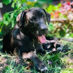 Harrison Oakley - @pilsenpup - Instagram