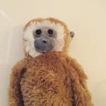 Harrison Piper - @mike_the_crazy_monkey - Instagram