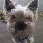 Harrison Sanders - @dog_lover200210 - Instagram