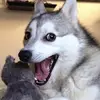 harrisonshipp822 - @hahasofunnymeguy - TikTok