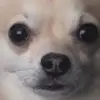 Harrison Whitehead - @harrison.whitehea4 - TikTok