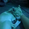 harrisonwhitehead01 - @harrison.w2009 - TikTok