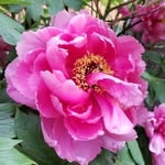 Harrison Williams - @harrisonwilliams445 - Instagram