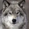 Wolff Harrison - @wolffharrison - TikTok