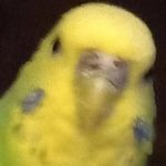 Harry appleby - @_the_budgie_lover_ - Instagram
