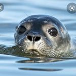 Carter/Harry/Augustine/Ethan/R - @save_the_seals_101 - Instagram
