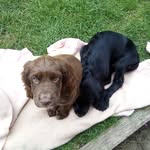 griggy - @_harry__backup - Instagram