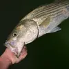 Henry.Bagwell - @henry.bagwell11 - TikTok