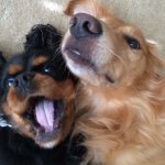 Harry and Beamer - @harrybeamteam - Instagram
