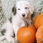 Harry Potter Beasley - @harry.the.doodle.potter - Instagram