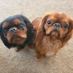 Harry & Lucius Beaver - @thebeavboys - Instagram
