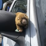 Harry Beaver - @smorgbeaver - Instagram
