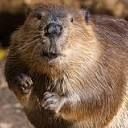 Harry Beavers - Facebook