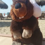 Harry The Beaver - @globetrottingharry - Instagram