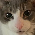 Harry Potter-Beckwith - @my_cat_harryp - Instagram