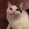 KEJU CAIR - @harryberinau - TikTok