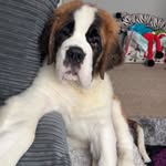 Harry the saint bernard - @saint.bernardharry - Instagram