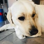 Harry Betts - @hazzarthewazzar - Instagram