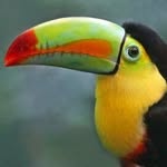 Harry Boardman - @toucan_enthusiast - Instagram