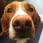 Harry Bobo - @puppyharrybobo - Instagram