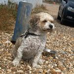 Harry_BOBO - @hrh_haribo - Instagram