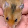Harry_Bobo - @this_is_harry_and_bobo - TikTok