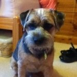 Harry Gibson Border Terrier - @harry_bo_bo_ - Instagram