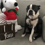 Harry S. Truman - @harry_boston_terri - Instagram