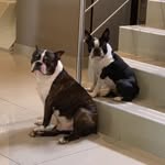 Harry, Sami y Elsa/ Boston T - @harrybostonterrier - Instagram