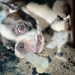 Harry The Boston Terrier - @harry_the_boston - Instagram