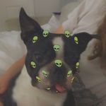 Harry.the_boston - @harry.the_boston - Instagram