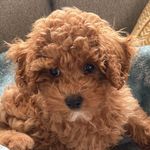 Harrybroomhead12 - @harrybroomhead126 - Instagram