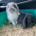Harry, Buck and Cookie - @pelkeybunnies - Instagram