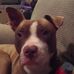 Harry the Pit Bull - Facebook
